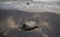 A stray dog stands amid the waves as decomposed remains of a turtle lies on a beach polluted following the sinking of a container ship that caught fire while transporting chemicals off Kapungoda, outskirts of Colombo, Sri Lanka, Monday, June 21, 2021. X-Press Pearl, a Singapore-flagged ship sank off on Thursday a month after catching fire, raising concerns about a possible environmental disaster. (AP Photo/Eranga Jayawardena)