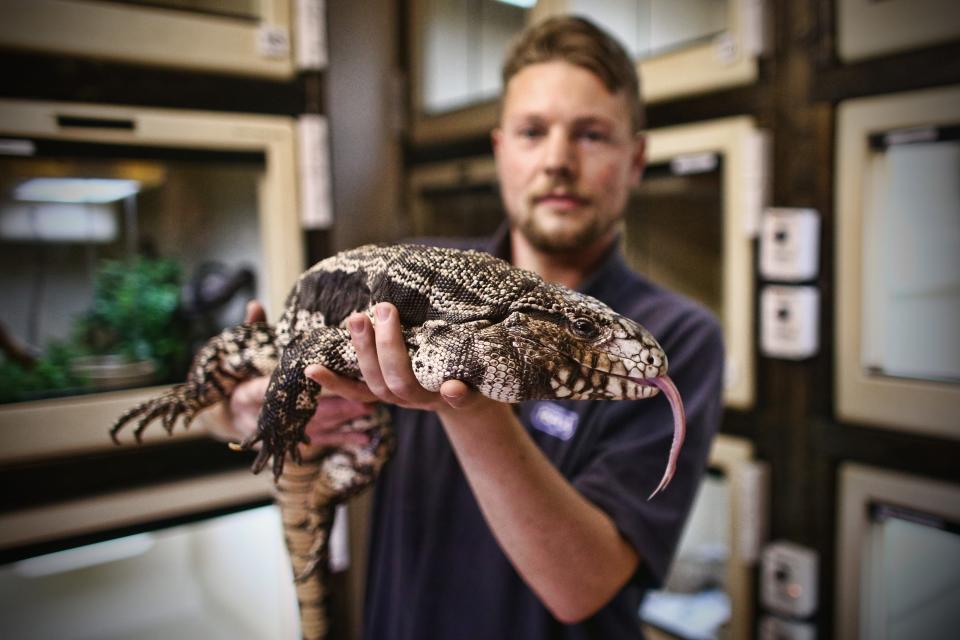 Reptile Rescue Coordinator Tom Bunsell handles an Argentine black and white tegu at the Royal Society for the Prevention of Cruelty to Animals reptile rescue center on May 29, 2015. in Brighton, England. The society collected 1,853 reptiles last year, an increase of 7 percent from 2013.