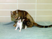 The world's first-ever cloned cat, called "CC," is seen at seven weeks old with Allie, her surrogate mother, in this December 22, 2001 file photo. The kitten is the first successful product of a program aimed at letting people clone their beloved pets at Texas A&M University in College Station. ["CC" joins a growing list of animals that have been cloned from adult cells, starting with Dolly the sheep and now including pigs, goats, cattle, mice and an oxlike creature called a gaur.]