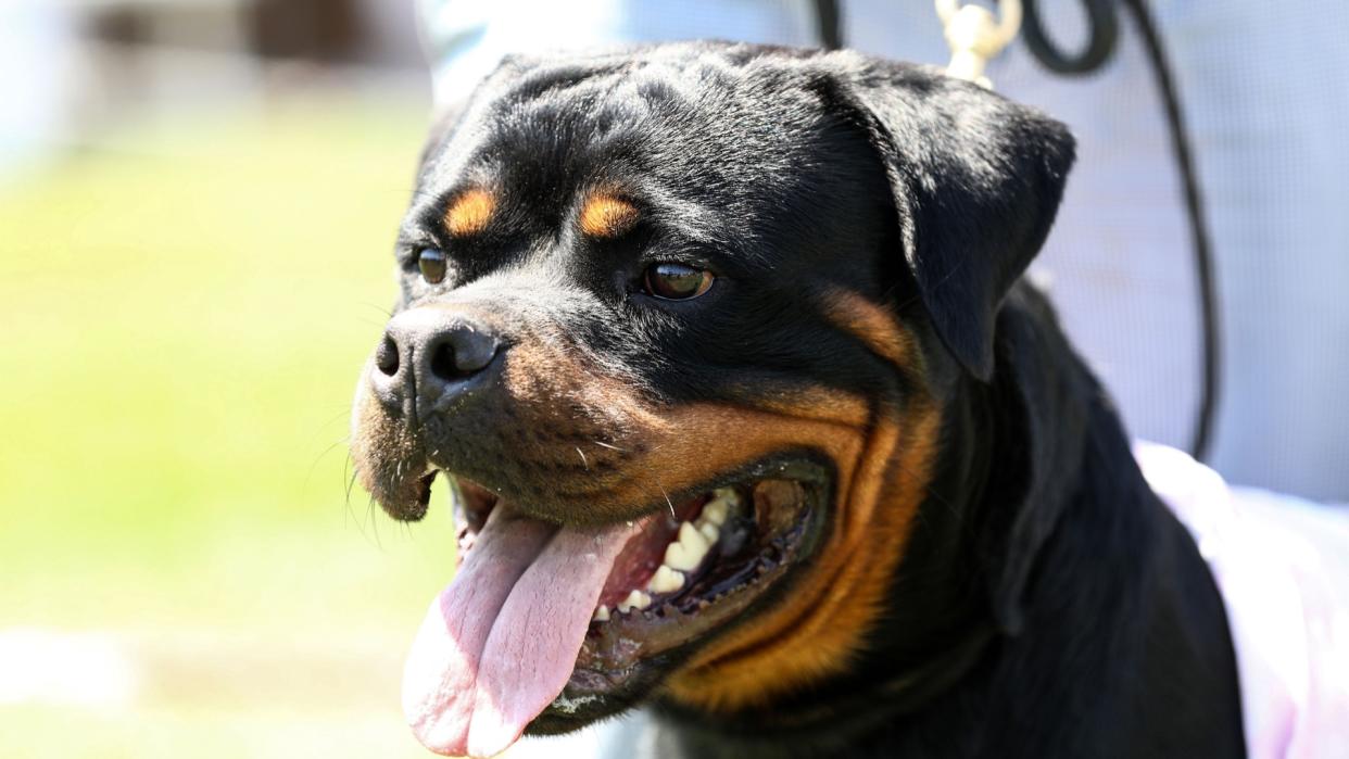  Rottweiler guard dog. 