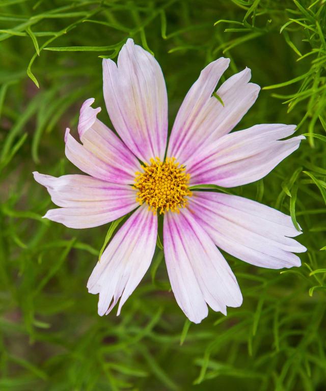 Astrantia Cosmos Bouquet - Pressed Flower Frame