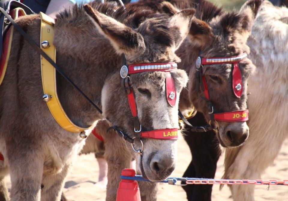 Donkeys on the beach in Skegness - getty