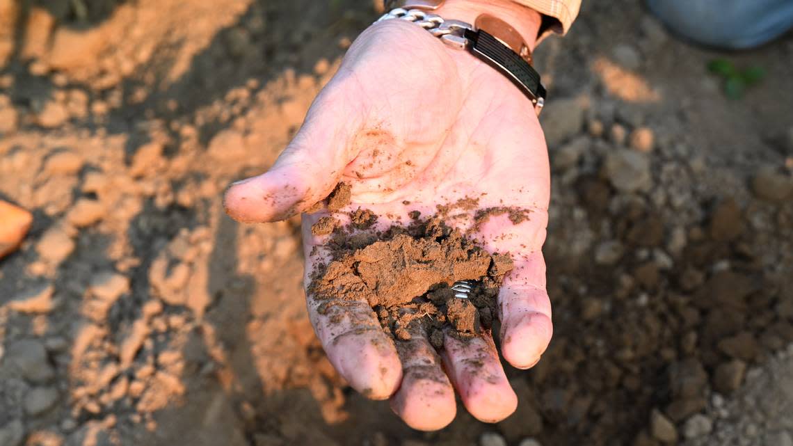 Burr Mosby, of Mosby Brothers Farm, holds out a handful of healthy, moister-filled soil, that he dug up in his pumpkin patch on his farm on Aug. 8 near Auburn. Mosby is part of a growing number of Pierce County farmers who are adopting cover crops. He grew 34,000 pounds of cover crops last year in a field that’s currently his pumpkin patch.