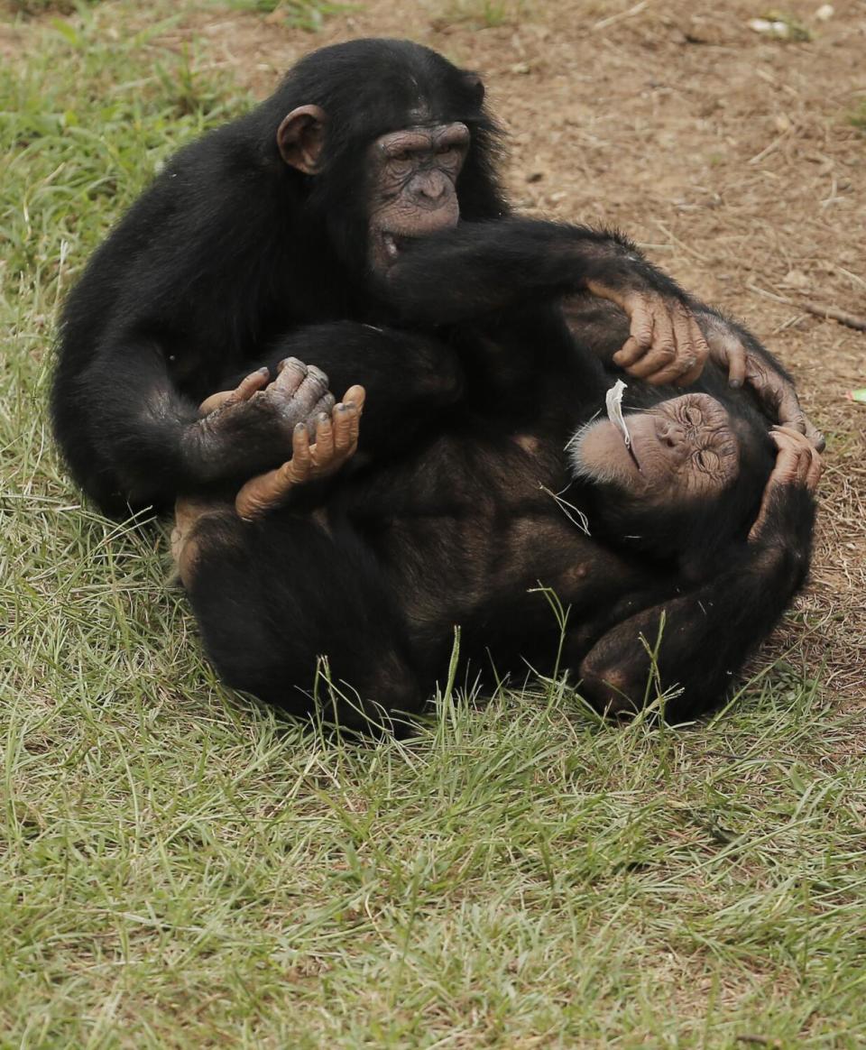 Two chimpanzees wrestle on grass.