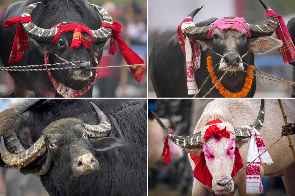 This four-photo combination shows buffaloes that were brought for a fight held as part of the Magh Bihu harvest festival at Ahotguri village, east of Guwahati, Assam, India, Jan. 16, 2024. Traditional bird and buffalo fights resumed in India’s remote northeast after the supreme court ended a nine-year ban, despite opposition from wildlife activists. (AP Photo/Anupam Nath)