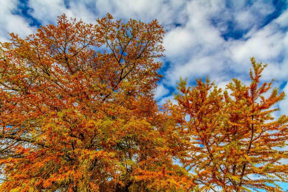 Brilliant Orange Fall Foliage on a Bald Cypress Tree in Texas.