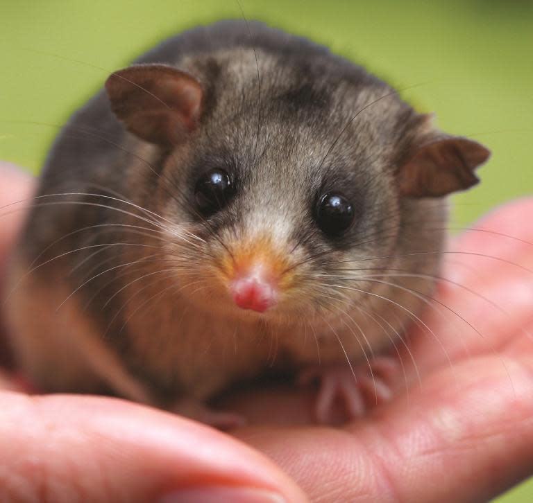 Australia’s gift to Britain’s new princess aims to help pygmy possums