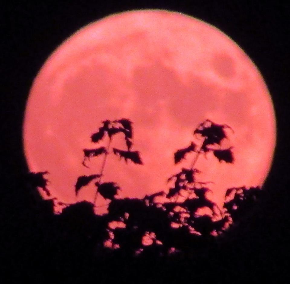 Last year's full buck moon rising in the southeast on July 23, 2021.