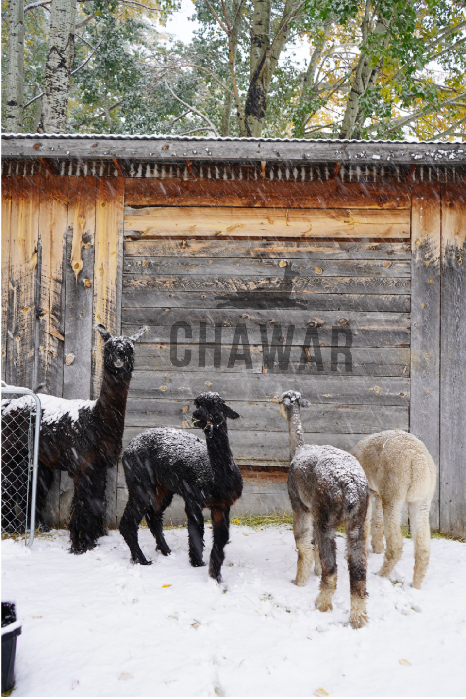 CHAWAR is hosting an alpaca party at CUBA512 in Austin on Feb. 10.