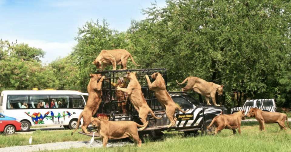 泰國旅遊｜曼谷野生動物園Safari World包車一日遊優惠！每位最平$374、酒店接送直達園區玩樂