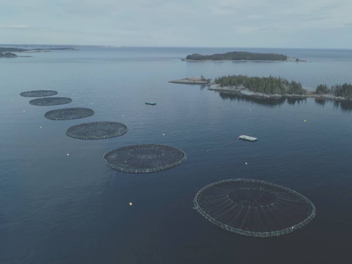 Aerial footage of a fish farm in Bayswater, N.S. (Steve Lawrence/CBC - image credit)
