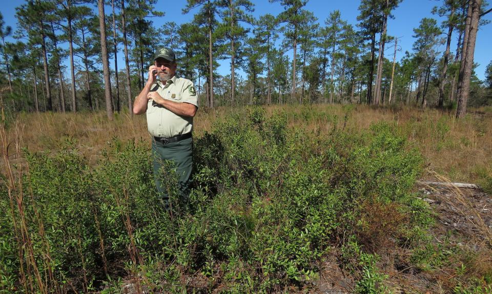 Silviciulturist Keith Coursey stands in a thicket of gallberries -- one of the shrubs that would block the sun from grasses and wildflowers in longleaf pine forests without regular fires -- in front of a stand of 80- to 85-foot-tall longleaf pines in the DeSoto National Forest on Wednesday, Nov. 18, 2020. An intensive effort in nine coastal states from Virginia to Texas is bringing back longleaf pines -- armor-plated trees that bear footlong needles and need regular fires to spark their seedlings’ growth and to support wildly diverse grasslands that include carnivorous plants and harbor burrowing tortoises. (AP Photo/Janet McConnaughey)