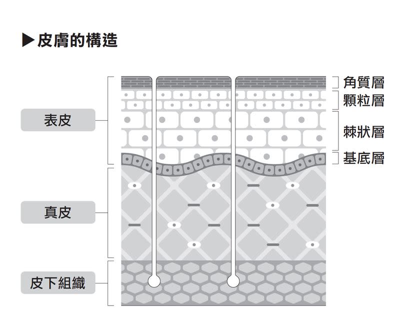 透過皮膚構造讓大家一目了然，究竟滲透肌底的意義是什麼？（圖／方舟文化提供）