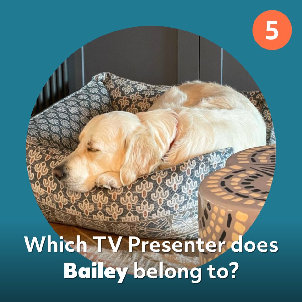 bailey dog quiz