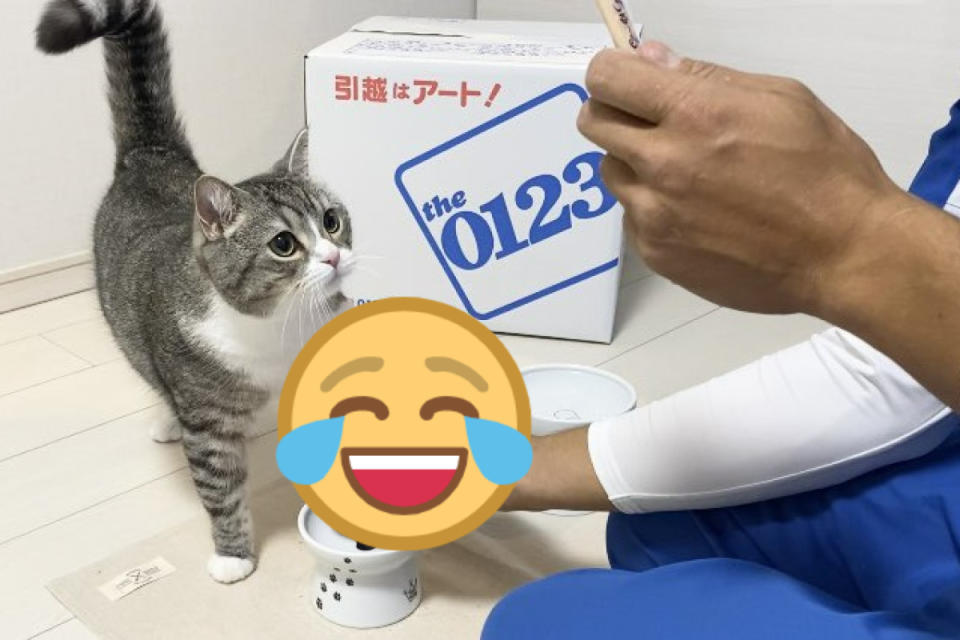 ▲日本一隻網紅貓看見搬家工人手拿零食，竟然做出讓大家噴笑的反應。（圖／twitter帳號catmotimaru）