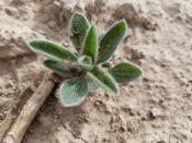 Kochia is seen in a sugar beet field near Nampa