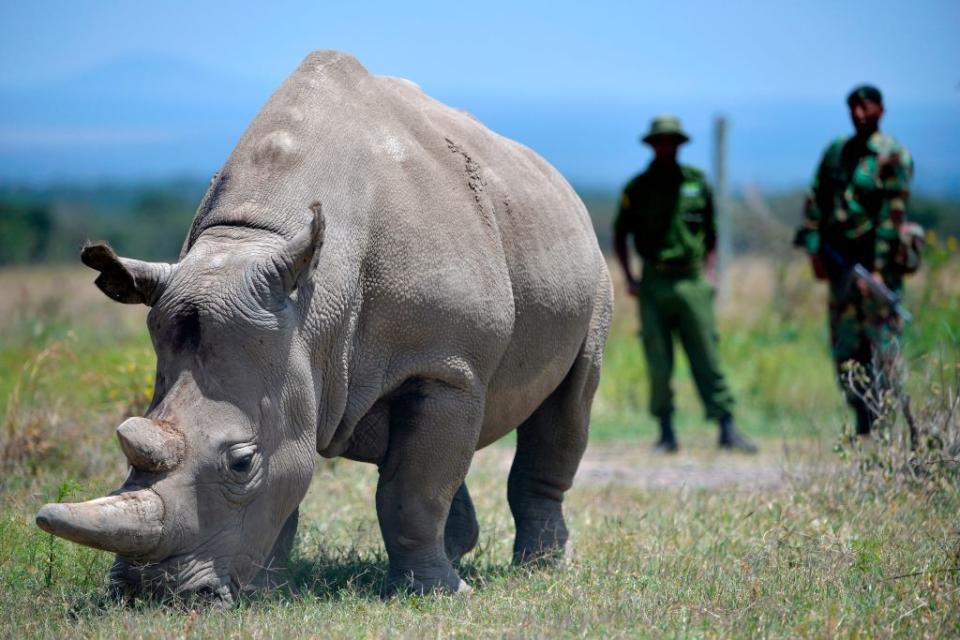 <p>The last two living northern white rhino's in existence happen to both be female as the last male died in March of 2018. Sudan, the 45-year old male was under armed guard at Kenya's Ol Pejeta Conservancy when he passed away from old age and an infection.</p><p>The two females are also unable to give birth, making the likelihood of introducing a new generation of the species highly unlikely. Scientists are working on using harvested sex cells and IVF to bring forth a lab-created northern white rhino.</p><p><strong>Cause of Extinction:</strong> poaching has decimated this population and loss of habitat also helped drive the rhino to the brink of extinction.</p>