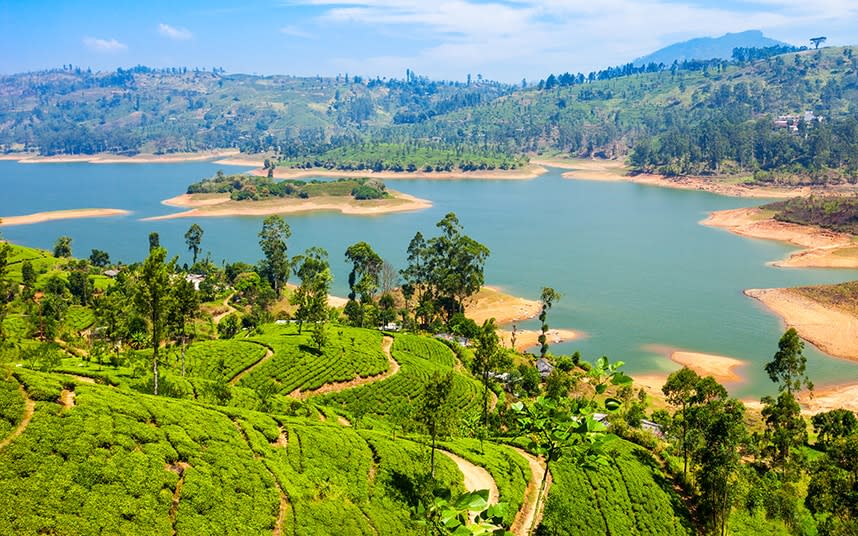 Enjoy an excursion to a tea plantation on a cookery course in Sri Lanka - ©saiko3p - stock.adobe.com