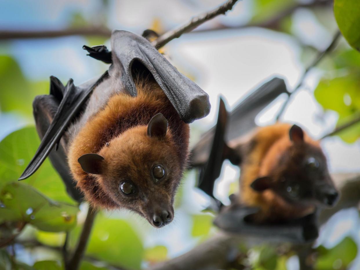 Fruit bats: Shutterstock