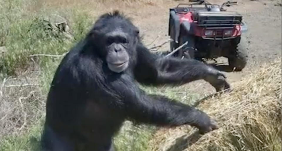 Pet chimpanzee named Buck who was shot by police.