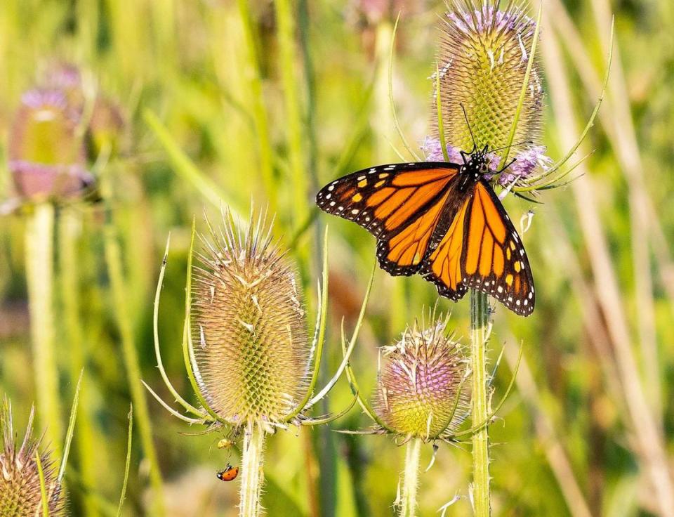 A monarch butterfly spends time on various plants a few yards from the Boise River east of Barber Park on Aug. 1, 2022.