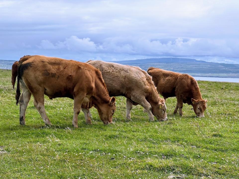 Cows grazing