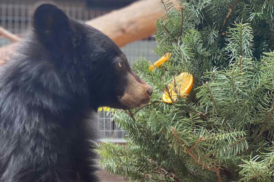 <p>Bearizona Wildlife Park/Instagram</p> Buddy the bear cub