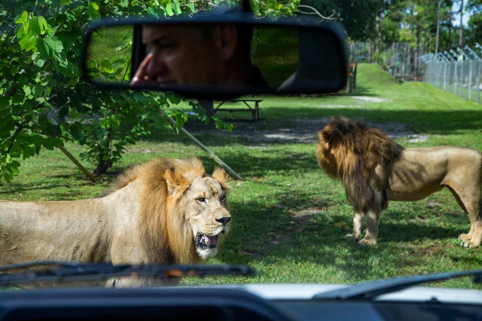 African lions sit outside at Lion Country Safari as motorists drive by.