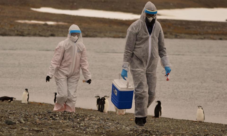 <span>Researchers wearing protective suits collect samples of wildlife where the H5N1 bird flu virus was detected in the Chilean Antarctic Territory last month.</span><span>Photograph: Instituto Antartico Chileno/Reuters</span>