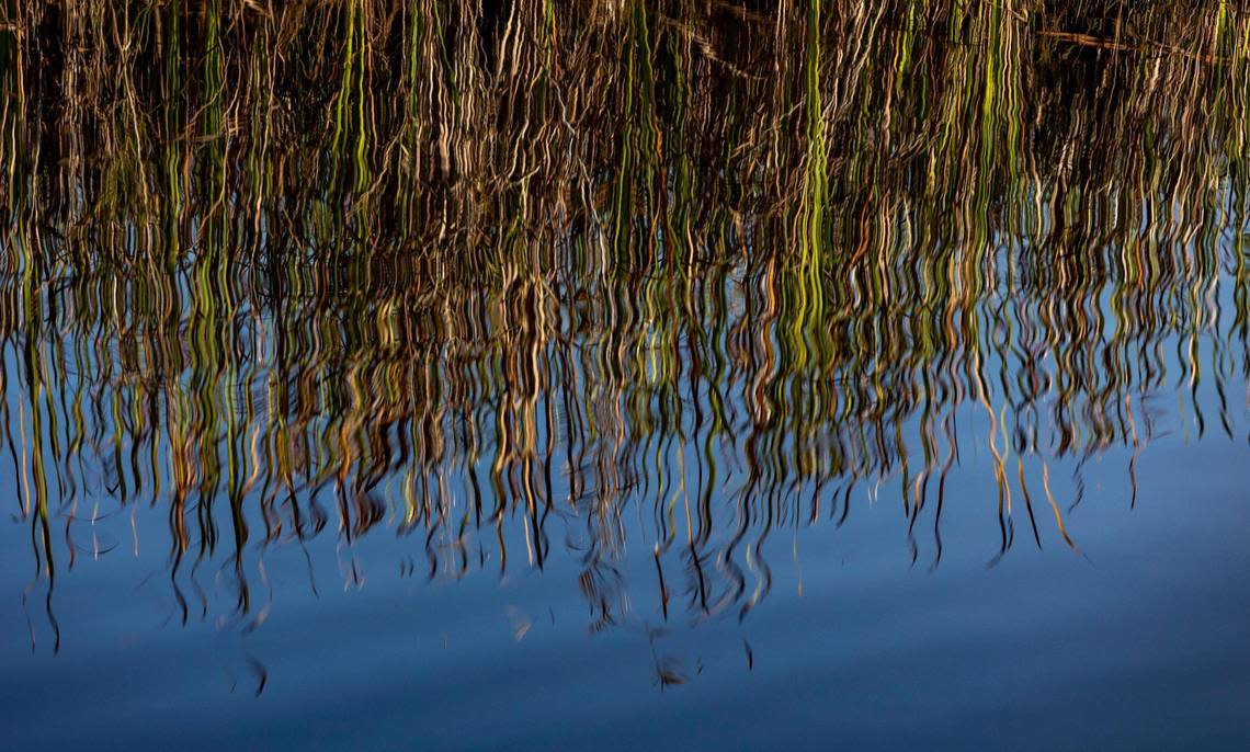 Miami, FL- February 24, 2023 - Sawgrass reflecting off the water in the Florida Everglades.