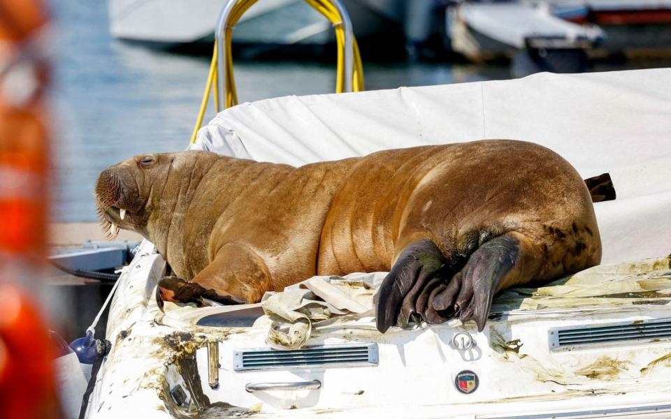 The tusked star shot to fame in Norway after sunbathing in an Oslo fjord - TOR ERIK SCHRDER /AFP