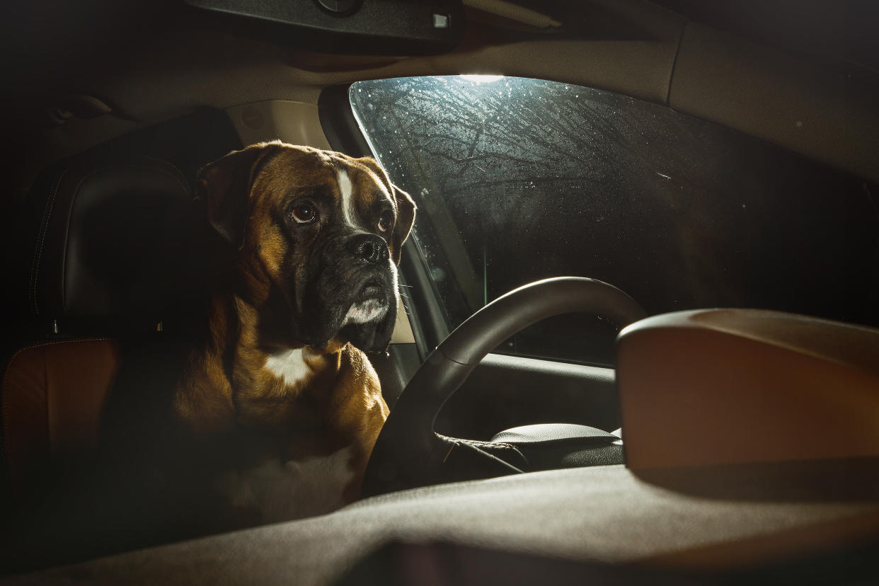 German Boxer driving car, Duisburg, Germany