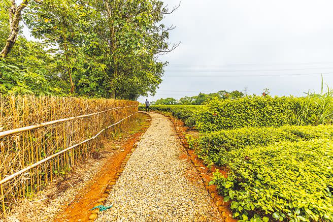 湖口心靈後花園第1期完成2.3公里的茶香步道，原本茶園的黃土小徑多鋪設碎石透水鋪面。（羅浚濱攝）