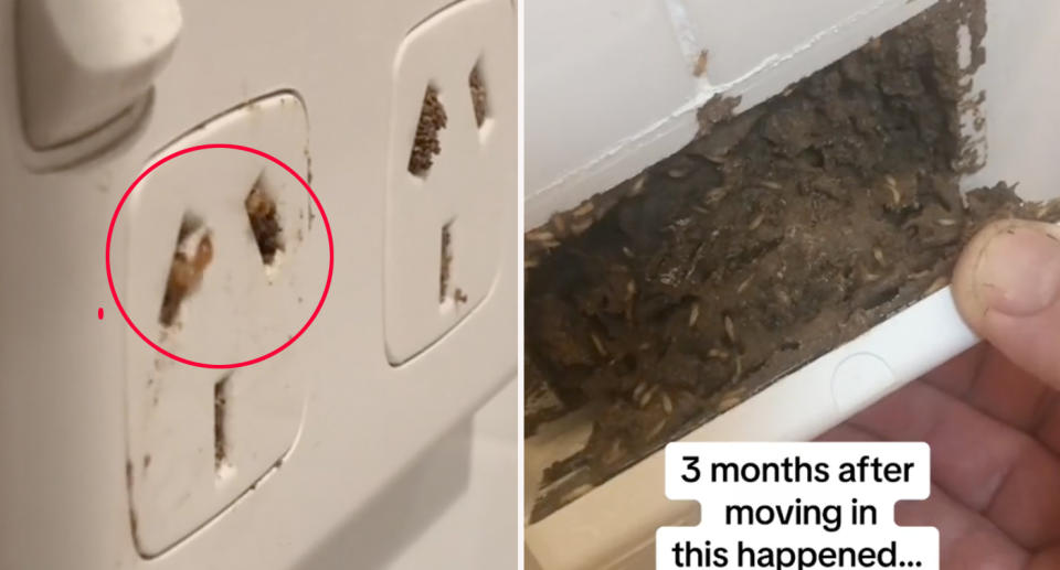 Termites coming out of and behind power socket in bathroom at Gold Coast home. 