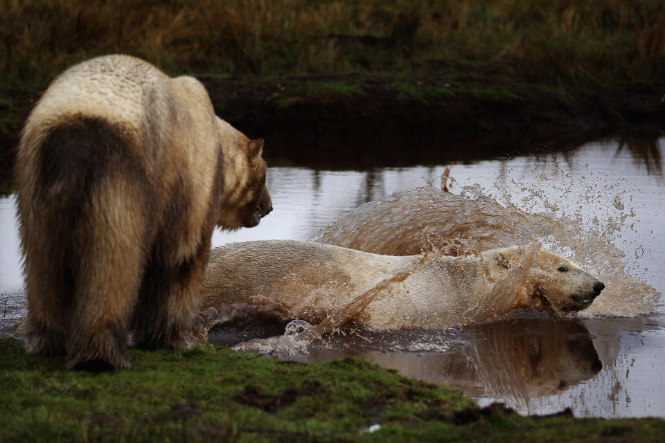 Polar bear