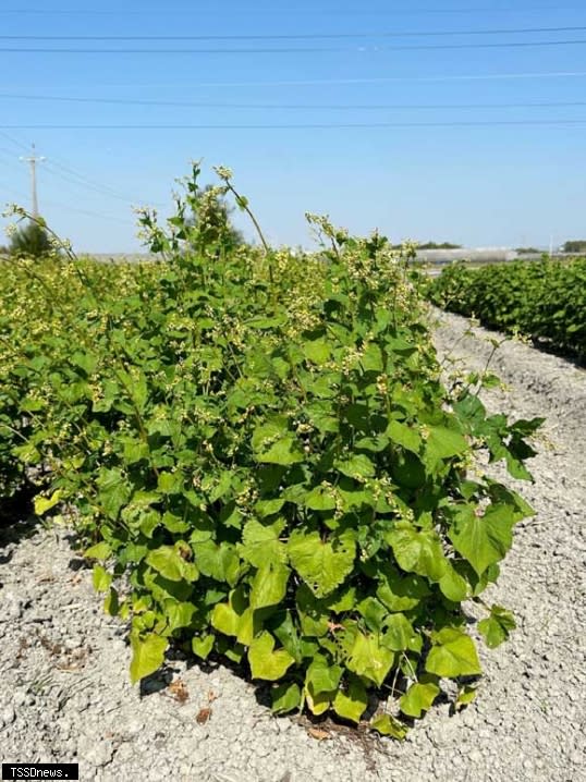 蕎麥「台中7號」開花植株。栽培期間不需灌溉，具節水、耐倒伏特性。(圖：農業部臺中區農業改良場提供)