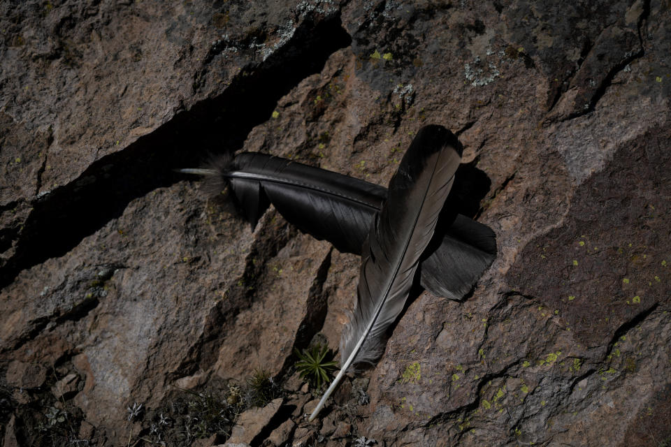 Andean condor feathers lay on a rock in the Sierra Paileman where the Andean Condor Conservation Program operates in the Rio Negro province of Argentina, Friday, Oct. 14, 2022. For 30 years the program has hatched chicks in captivity, rehabilitated others and freed them across South America. (AP Photo/Natacha Pisarenko)