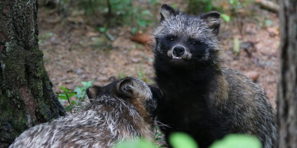 Raccoon dogs are small vulpine animals native to East Asia,