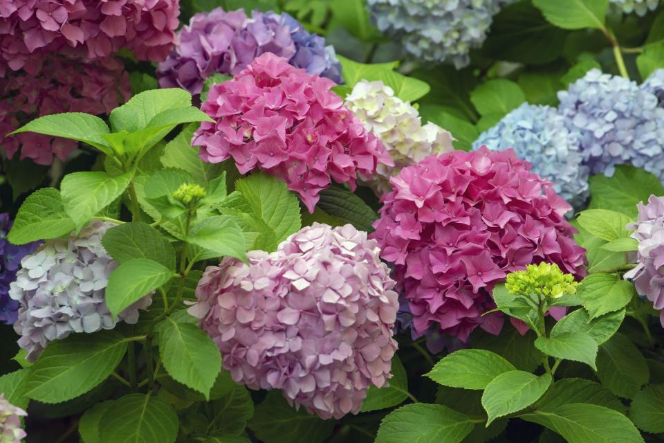 mophead hydrangea macrophylla