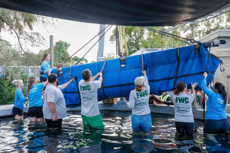 A crane lifts Juliet, a manatee from Miami Seaquarium, while staff guide her into a pool at ZooTampa on Tuesday, Dec. 5, 2023, in Tampa. She is one of two manatees from Miami Seaquarum relocated to ZooTampa. A third was relocated to SeaWorld in Orlando.