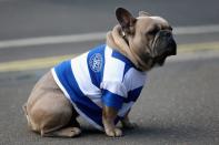 <p>Ein Hund in London trägt vor einem Fußballspiel der Vereine Queens Park Rangers and Peterborough United das Trikot der Queens Park Rangers. (Bild: Getty Images/Mustafa Ciftci/Anadolu Agency) </p>