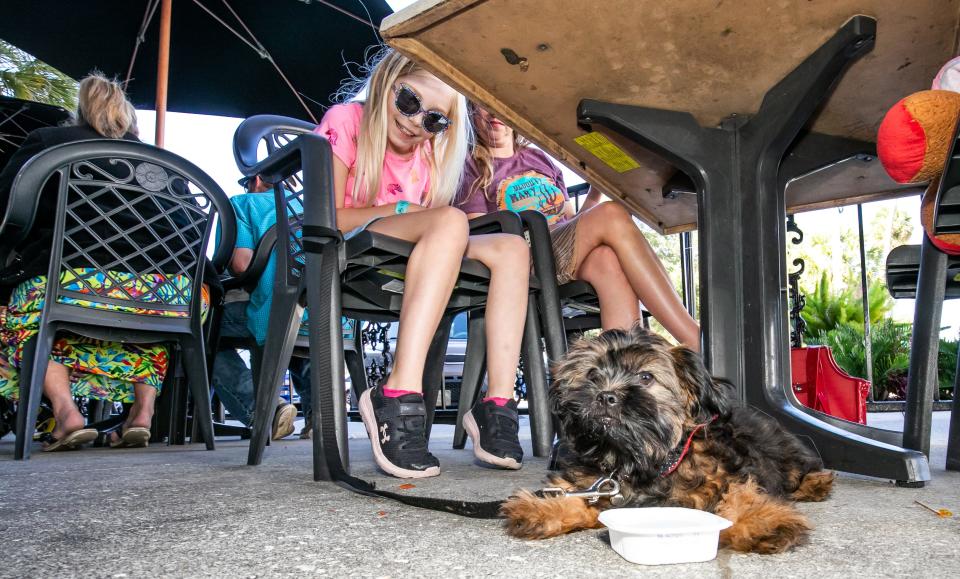 Maddelina Millard, 8, of Naples, keeps an eye on her dog Bigfoot, a 4-month-old Pomapoo, as he lays by his water bowl under the table as Maddelina and her mother, Sadina, eat their lunch at Harry's Seafood Bar & Grille in Ocala Sunday afternoon. The restaurant is dog friendly and offers seating outside.