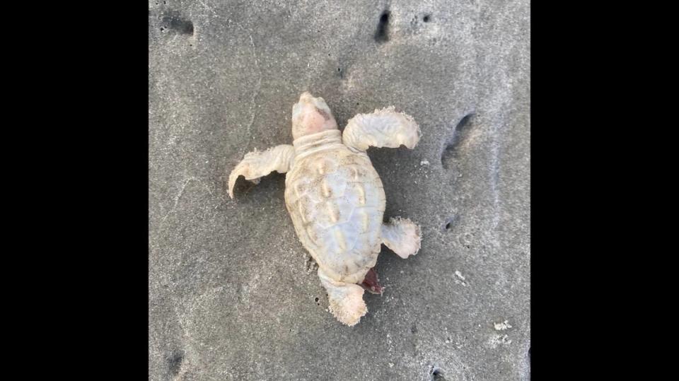 Wildlife experts are celebrating the birth of a rare white sea turtle on Kiawah Island in South Carolina. Town of Kiawah Island photo