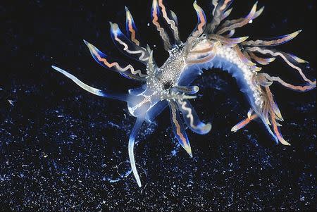 The sea slug Phyllodesmium acanthorhinum is seen in this undated handout picture by Robert Bolland. P. Acanthorhinum. REUTERS/Robert Bolland/Handout via Reuters