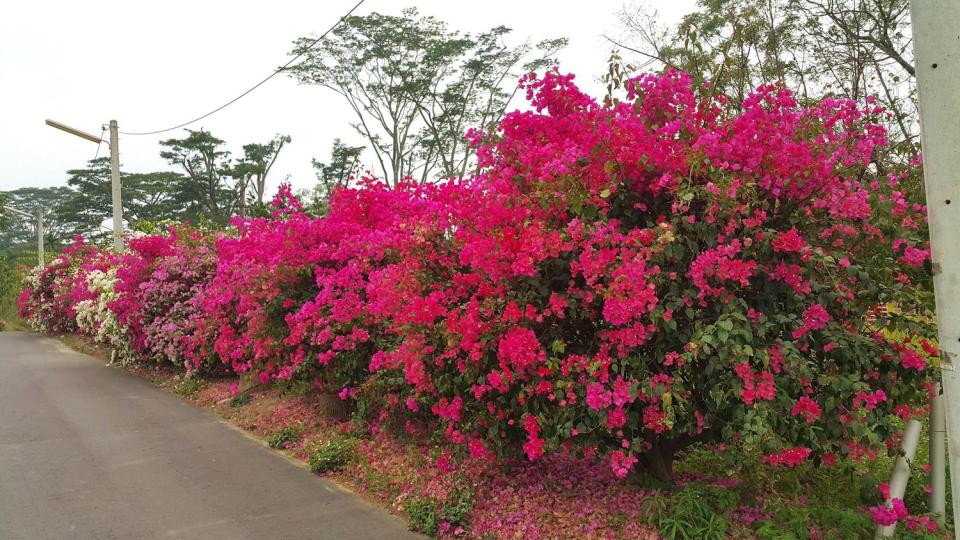 大千山水社區九重葛花牆。   圖：取自嘉義縣政府全球資訊網