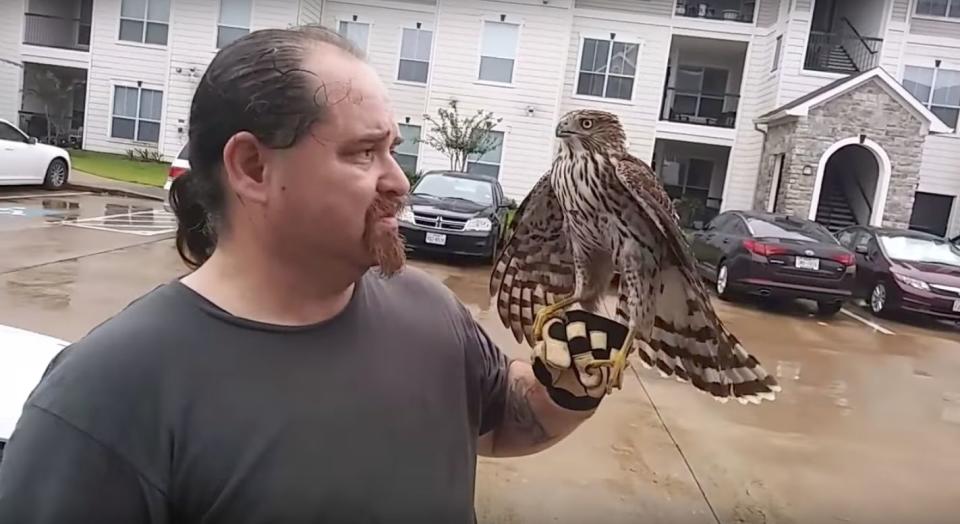 A hawk perches on William Bruso's gloved hand after refusing to fly away. (Photo: William Bruso/YouTube)