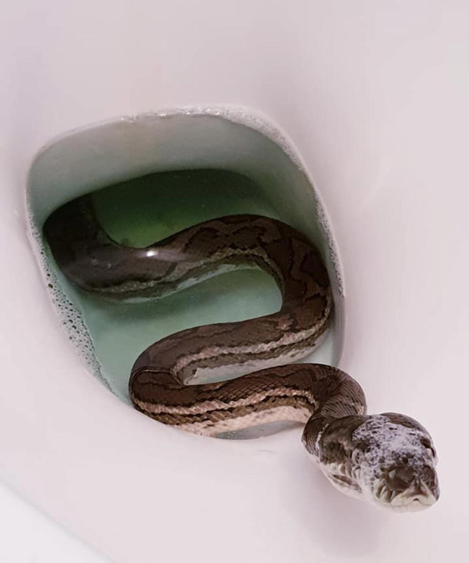 The python had been occupying the Brisbane family’s bathroom on Saturday morning. Source: Elite Snake Catching Services/ Facebook