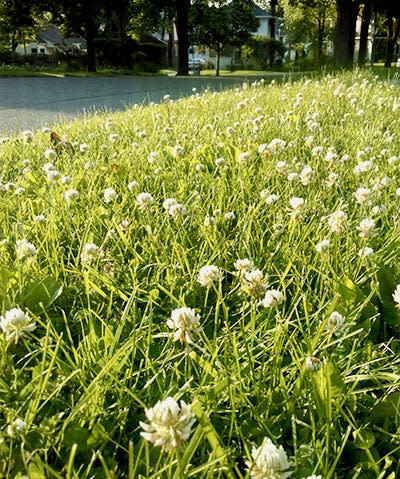 White clover in lawns is a sustainable option because it requires less irrigation and supports pollinator populations.