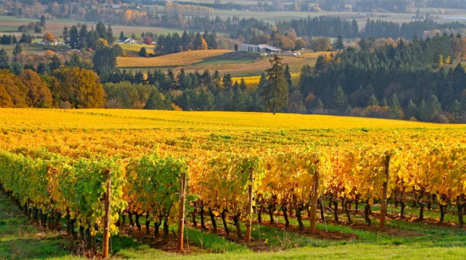 rows of grape vines in Autumn colors in the Willamette valley via Getty Images