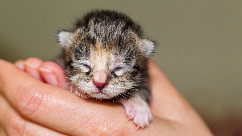 Newborn kitten